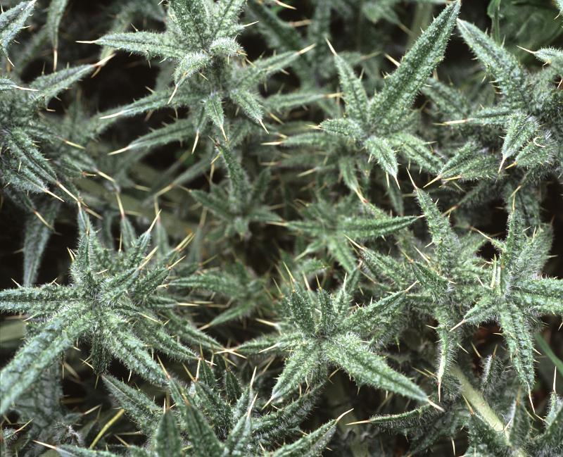 Free Stock Photo: Full frame close up of spikey green thistles