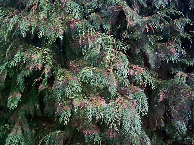 Free Stock Photo: a conifer fir tree with small berries and green foliage