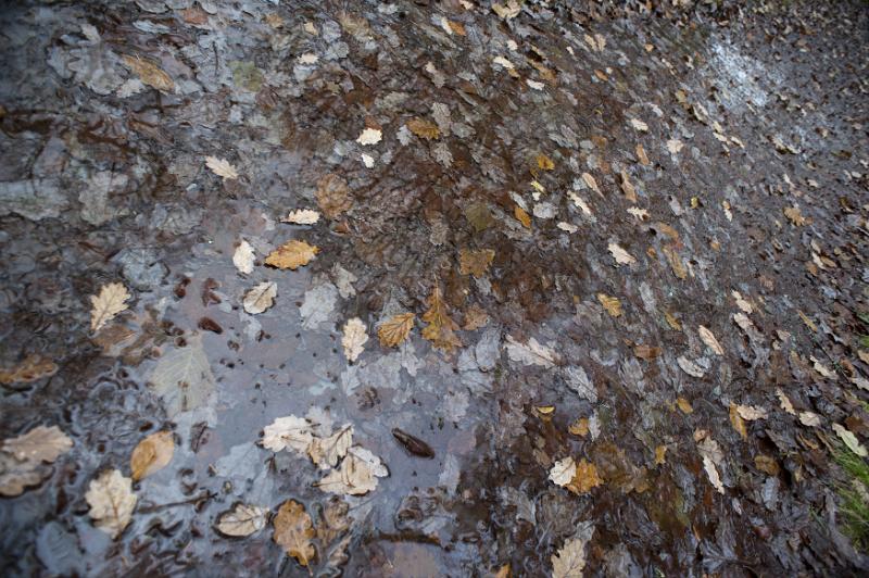 Free Stock Photo: a background of brown and yellow wet leaves and a puddle
