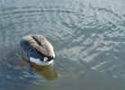 duck04090065.jpg (332713 bytes)