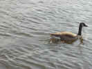 duck04090067.jpg (335340 bytes)