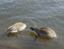 duck04090068.jpg (249245 bytes)