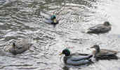 duck3267.jpg (654291 bytes)