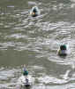 duck3271.jpg (567304 bytes)