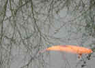 goldfish4925.jpg (510412 bytes)