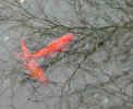 goldfish4927.jpg (461416 bytes)