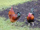 hens4947.jpg (821341 bytes)
