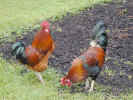 hens4949.jpg (924953 bytes)