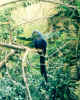 nature00032p.jpg (407806 bytes)