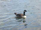 natureduck1384.jpg (414224 bytes)