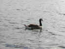 natureduck1386.jpg (549157 bytes)