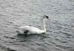 natureswans1387.jpg (579066 bytes)