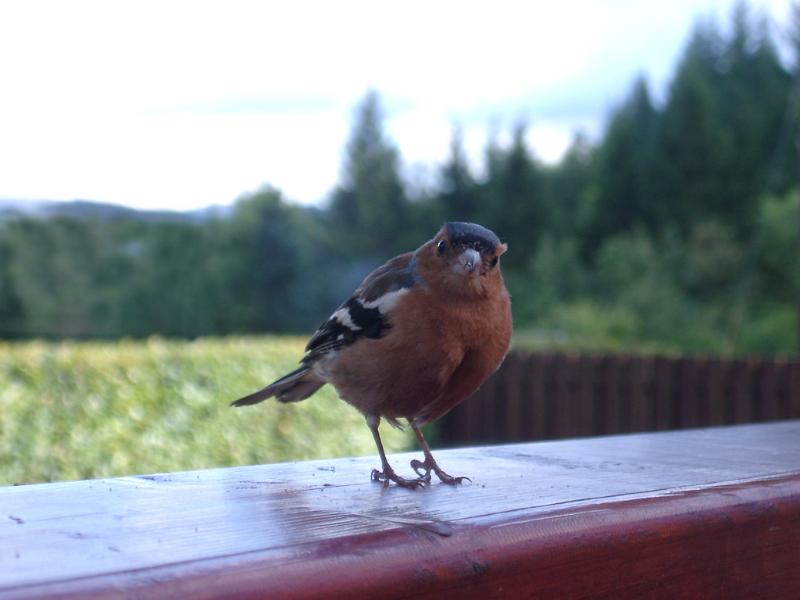 Free Stock Photo: a chaffinch perched on a fence