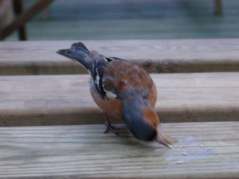 Free Stock Photo: a chaffinch feeding on crumbs from a table