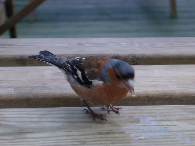 Free Stock Photo: a chaffinch eating crumbs left on a picnic table