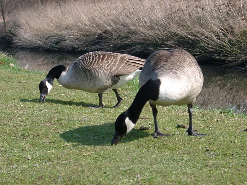 Free Stock Photo: a pair of canada geese feeding near a river