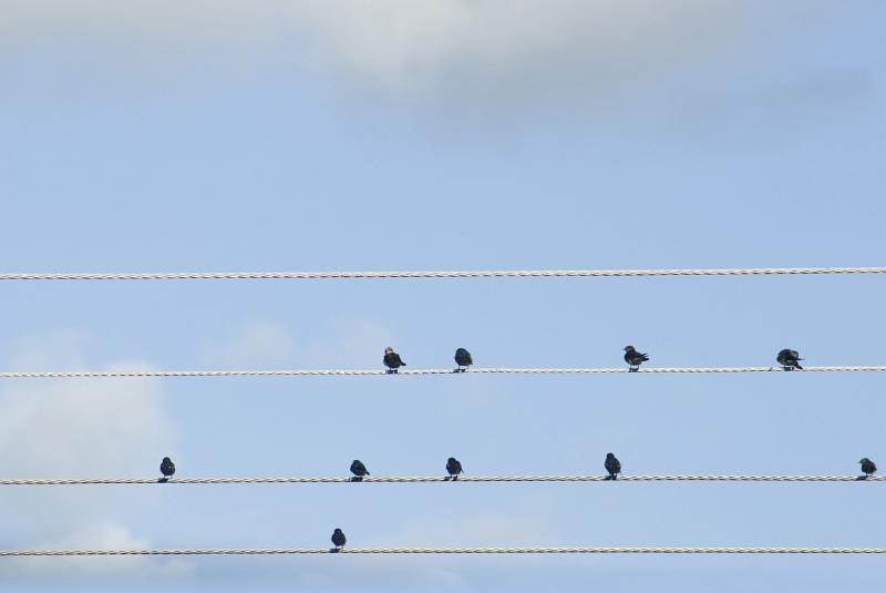 Free Stock Photo: Small flock of birds sitting perched on overhead cables against a blue sky with copyspace