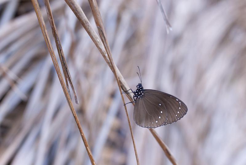 Free Stock Photo: Small brown butterfly with its wings closed to show the underside perched on dry grass