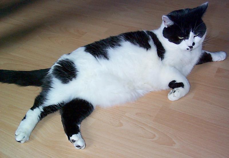 Free Stock Photo: a cute black and white cat stretched acorss the floor