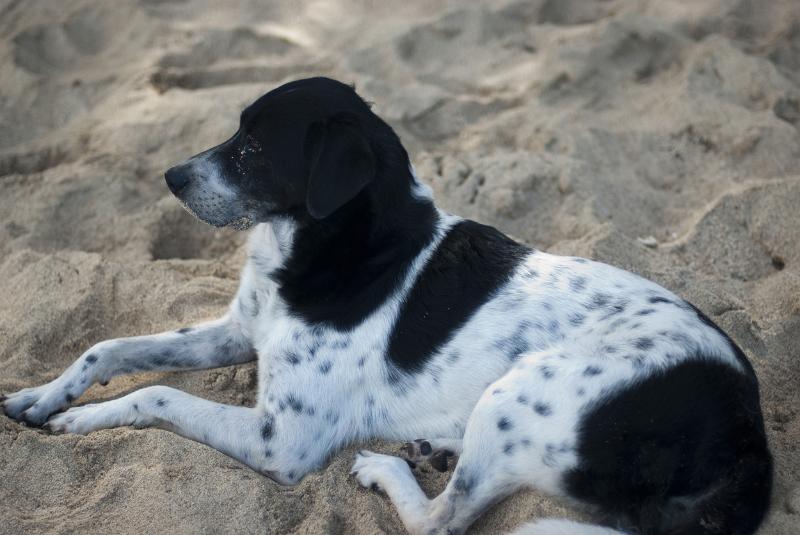 Free Stock Photo: Patient black and white dog lying on sand, either a pointer or setter