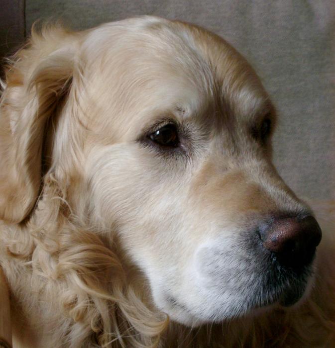 Download image of retriever dog Free Stock Photo: the head of a golden retriever dog