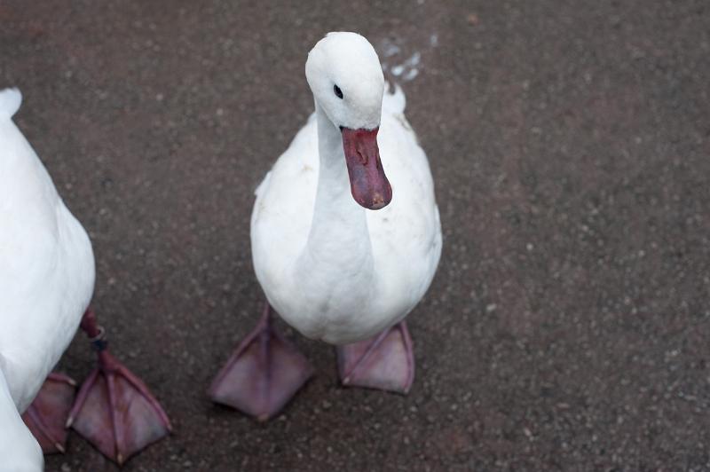 Free Stock Photo: White domestic goose standing on the ground looking up eyeing the camera