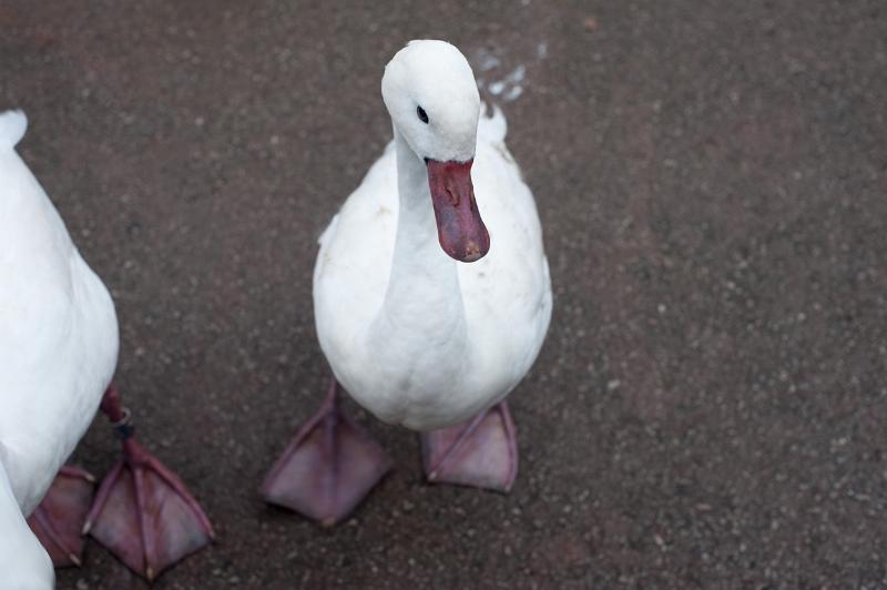 Download image of White goose eyeing the camera Free Stock Photo: White domestic goose standing on the ground looking up eyeing the camera