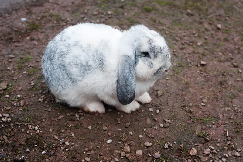 Download image of Lop eared rabbit Free Stock Photo: Cute little speckled white and grey lop eared rabbit crouching on the ground