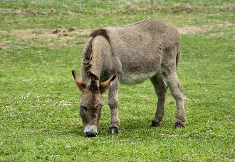 Free Stock Photo: Small donkey with the distinctive cross on its back grazing alone in a green field