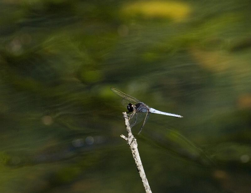 Free Stock Photo: Darter dragonfly perched on a twig with its wings in the characteristic outstretched position against blurred greenery with copyspace