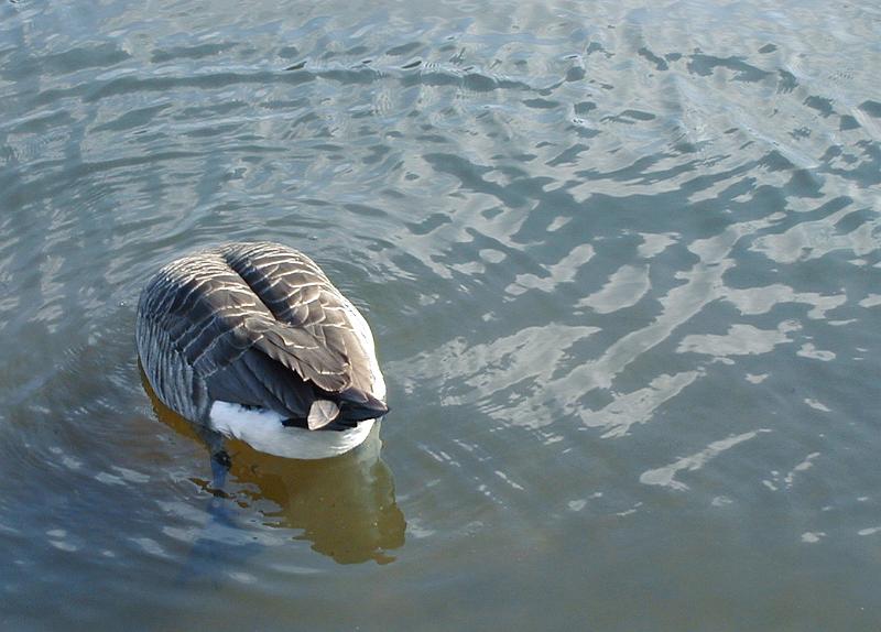 Download image of diving bird Free Stock Photo: a canada goose with its head underwater