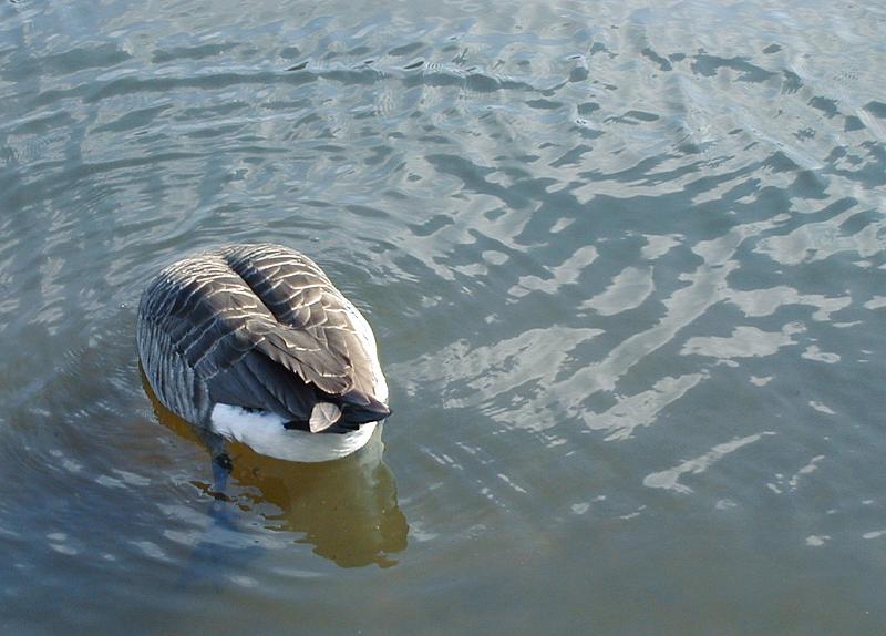 Free Stock Photo: a canada goose with its head underwater