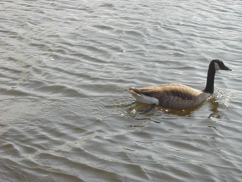 Download image of swimming goose Free Stock Photo: a canada goose on the witer - branta canadensis
