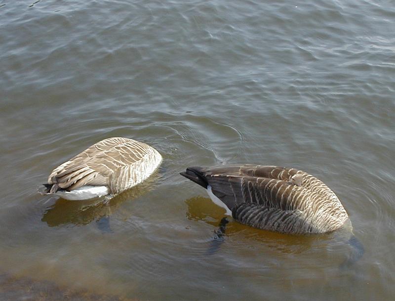 Download image of diving geese Free Stock Photo: a pair of canada geese (Branta canadensis) looking for food