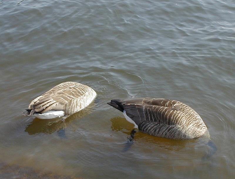 Free Stock Photo: a pair of canada geese (Branta canadensis) looking for food