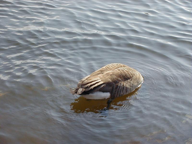 Download image of goose bum Free Stock Photo: the rear end of a canada goose (Branta canadensis)