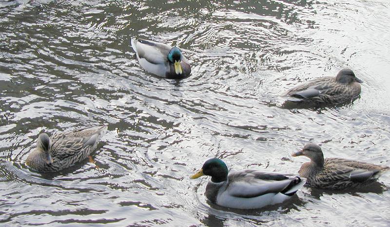 Download image of duck pond Free Stock Photo: male and female mallard ducks on a pond