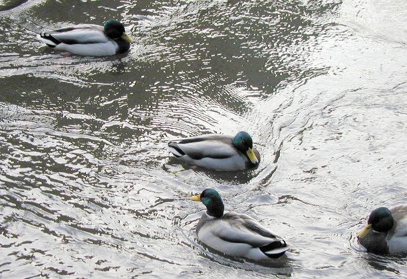 Free Stock Photo: four male mallard ducks on a pond