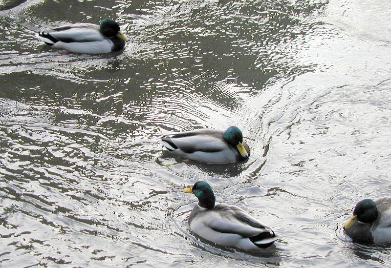 Download image of male mallards Free Stock Photo: four male mallard ducks on a pond