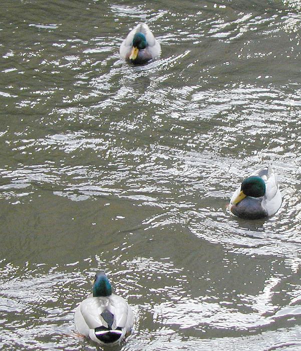 Download image of duck pond Free Stock Photo: a duck pond with mallard ducks