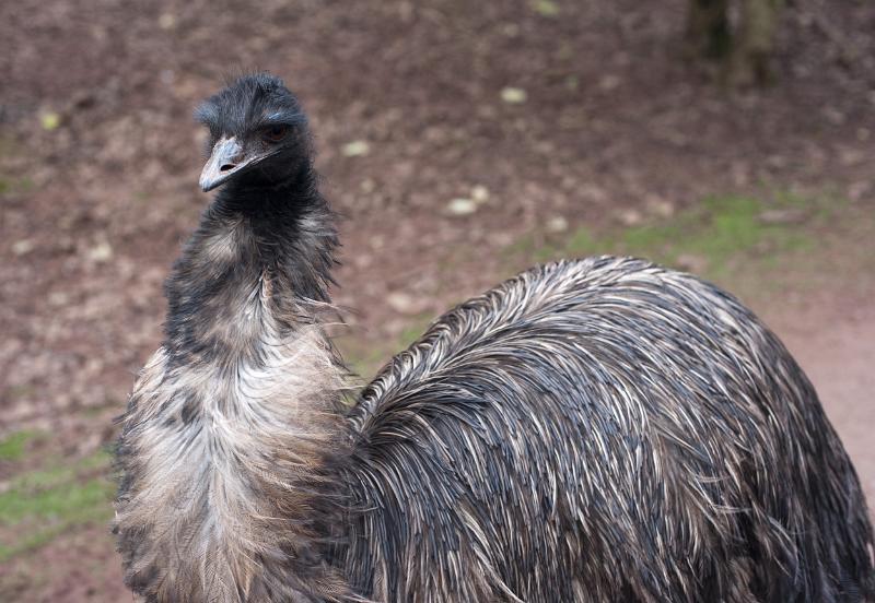 Free Stock Photo: Closeup of a curious emu, a large flightless Australian bird with soft feathery plumage