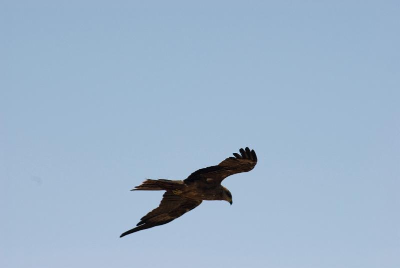 Free Stock Photo: Hawk soaring overhead in a blue sky as it circles looking for prey using wind currents to glide