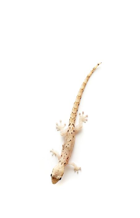 Free Stock Photo: Overhead view of a small gecko on white showing the setae or suction pads on its toes enabling it to scale vertical surfaces