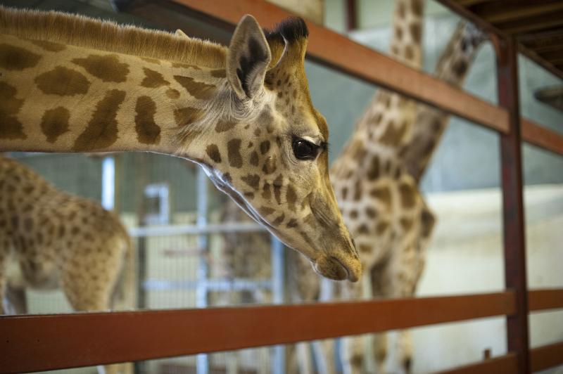 Free Stock Photo: Inquisitive giraffe in captivity with its head poked through the railings of its enclosure