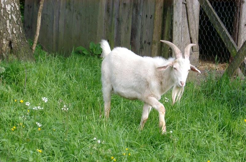 Download image of billy goat Free Stock Photo: a white billy goat on a farm