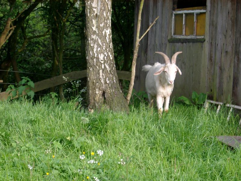 Download image of domestic goat Free Stock Photo: a white billy goat standing at the edge of a field
