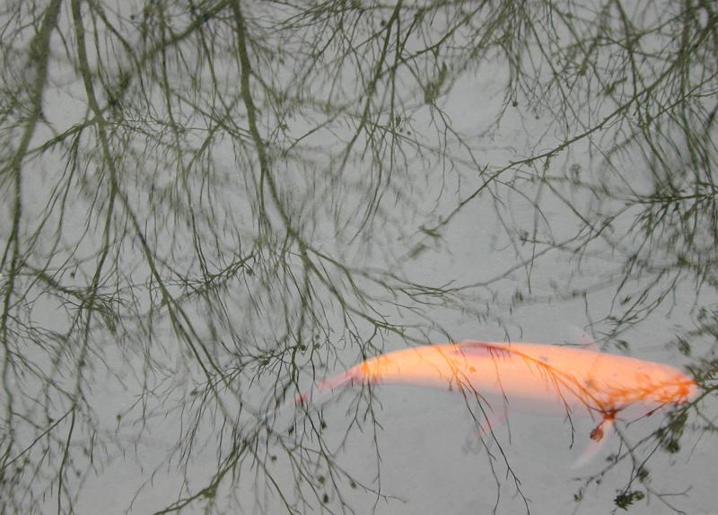 Free Stock Photo: reflections on a goldfish pond