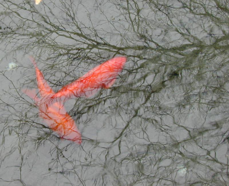 Download image of gold fish Free Stock Photo: abstract reflections in a goldfish pond