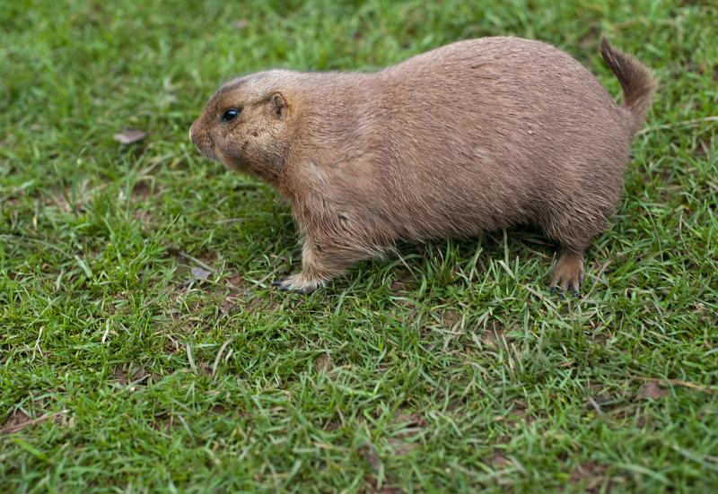 Free Stock Photo: Side view of a large brown guinea pig on green grass with copyspace