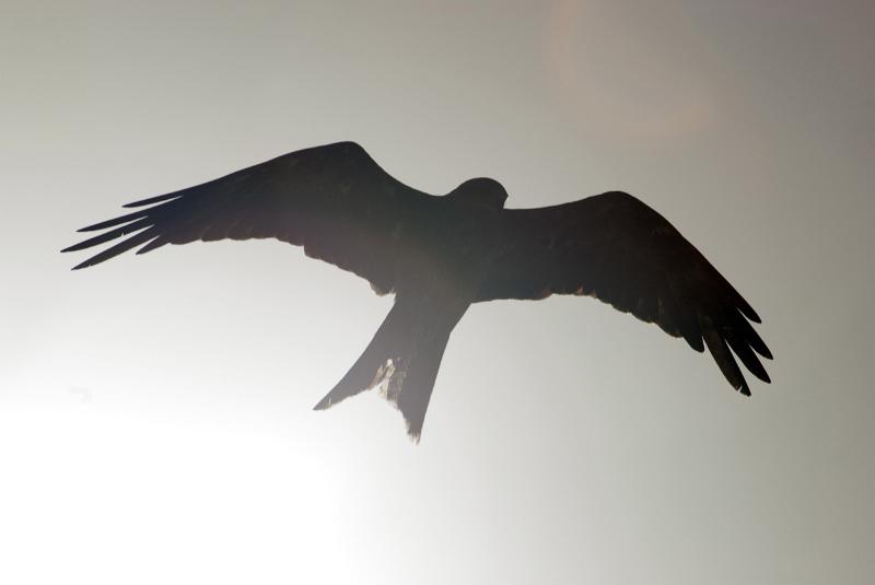 Free Stock Photo: Silhouette of a hawk gliding overhead with its wings outstretched to show the full wingspan with sun flare